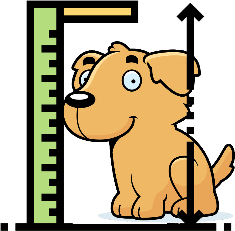 Golden Retriever Growth Chart For Puppies - Ruler Measuring Height Clipart - Png Download (900x900), Png Download
