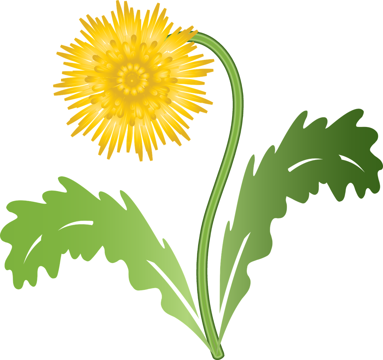 Dandelion Graphic Clipart (1280x1202), Png Download
