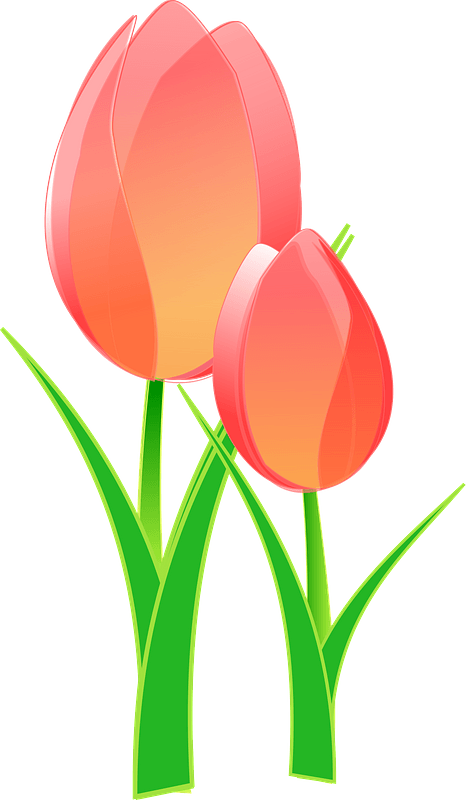 Tulips Clipart - Bible Verses About Joy - Png Download (466x800), Png Download