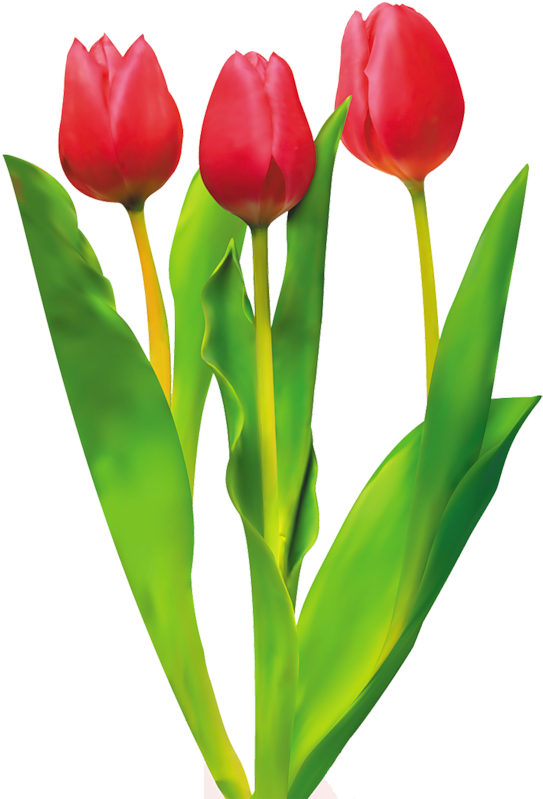 Tulip Cut Flowers Red - Red Tulips Clipart Png Transparent Png (552x800), Png Download