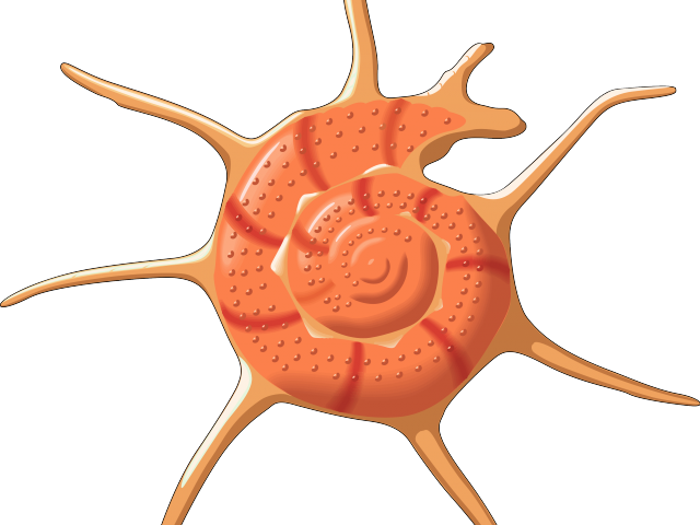 Clip Art - Png Download (640x480), Png Download