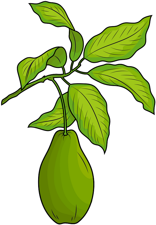 Avocado With Leaves Clipart - Avocado Leaf Clipart - Png Download (587x800), Png Download