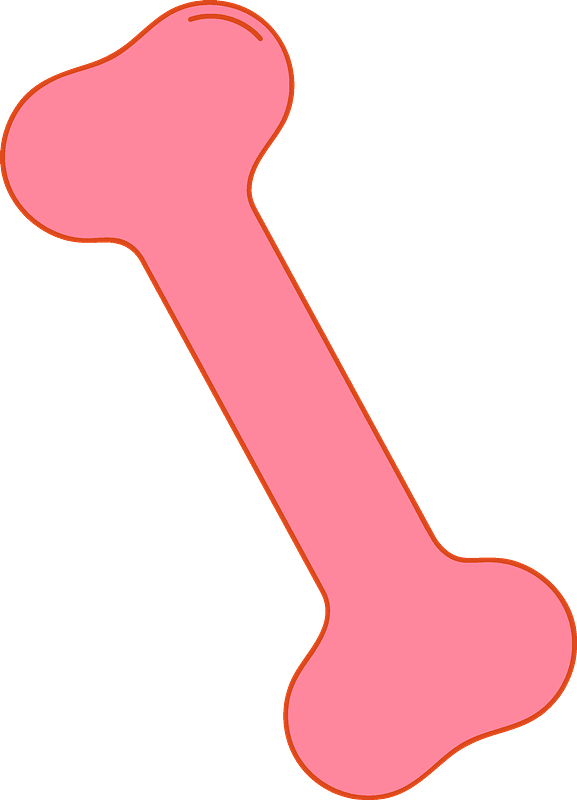 Bone Clipart - Png Download (577x800), Png Download