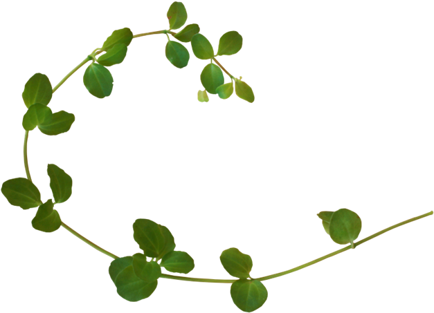 Vine Plant Clip Art - Plants - Png Download (700x700), Png Download