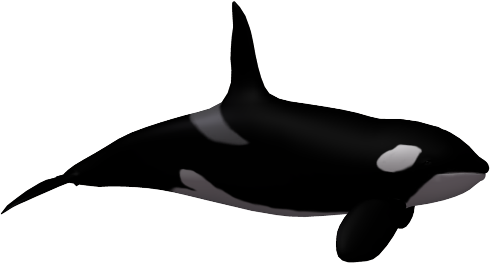 Whale Clipart Killer Whale - Killer Whale Transparent Background - Png Download (1024x639), Png Download