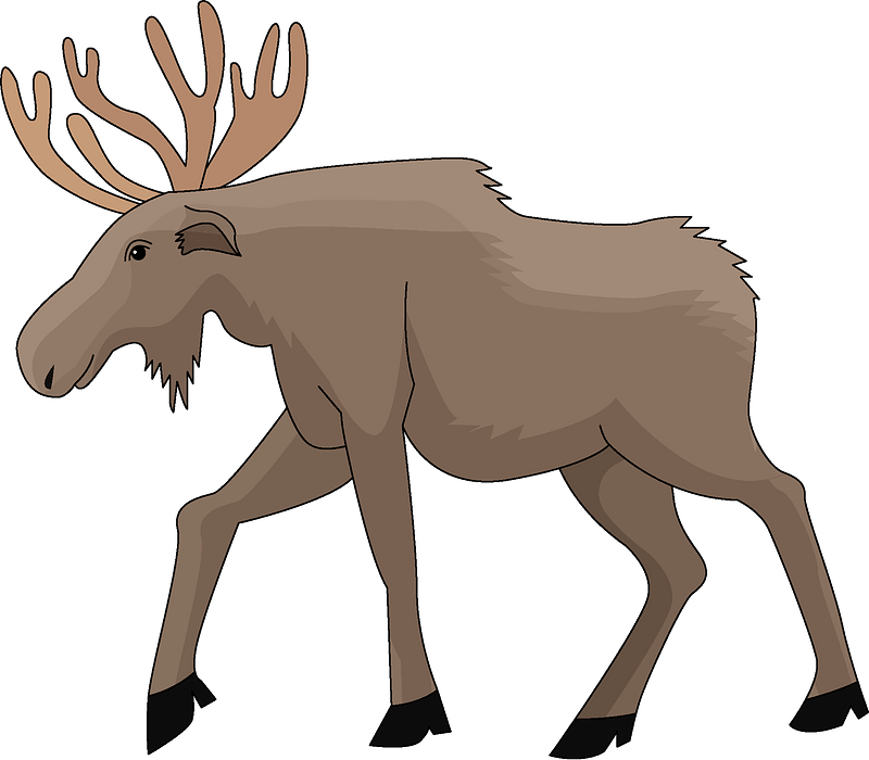 Moose Clipart - Cartoon - Png Download (800x700), Png Download