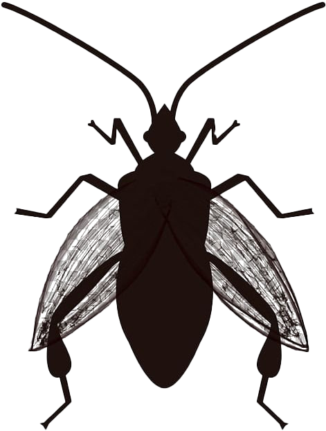 True Bug Insect Png Clipart - Bug The Question Geography Transparent Png (728x724), Png Download