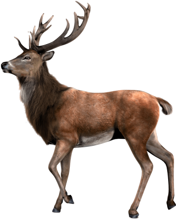 Transparent Background Deer Png Clipart (640x480), Png Download