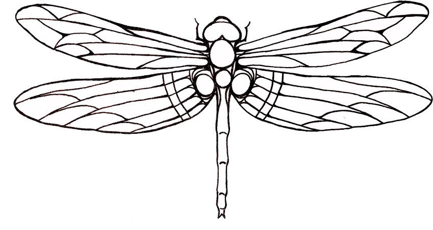 Transparent Drawing Clipart - Dragonfly Drawing - Png Download (849x452), Png Download
