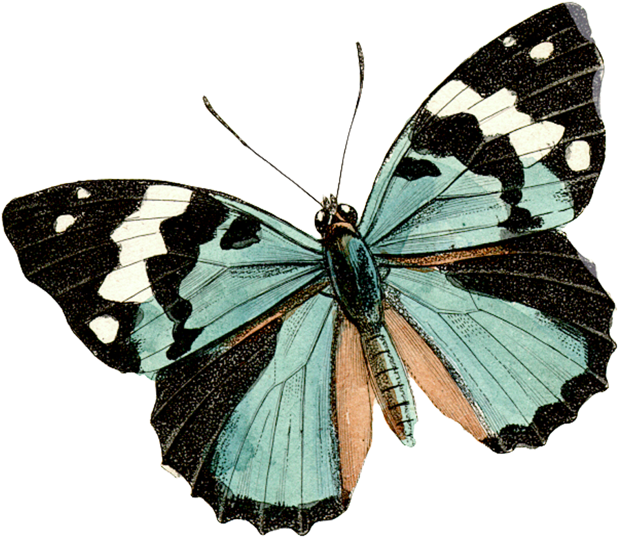 Dragonfly Clipart Vintage, Dragonfly Vintage Transparent - Vsco Butterfly Background - Png Download (1000x1000), Png Download