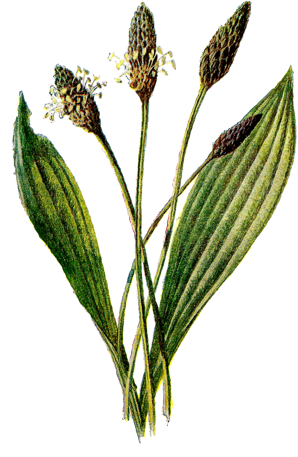 Ribwort Plantain Clipart (1115x1600), Png Download