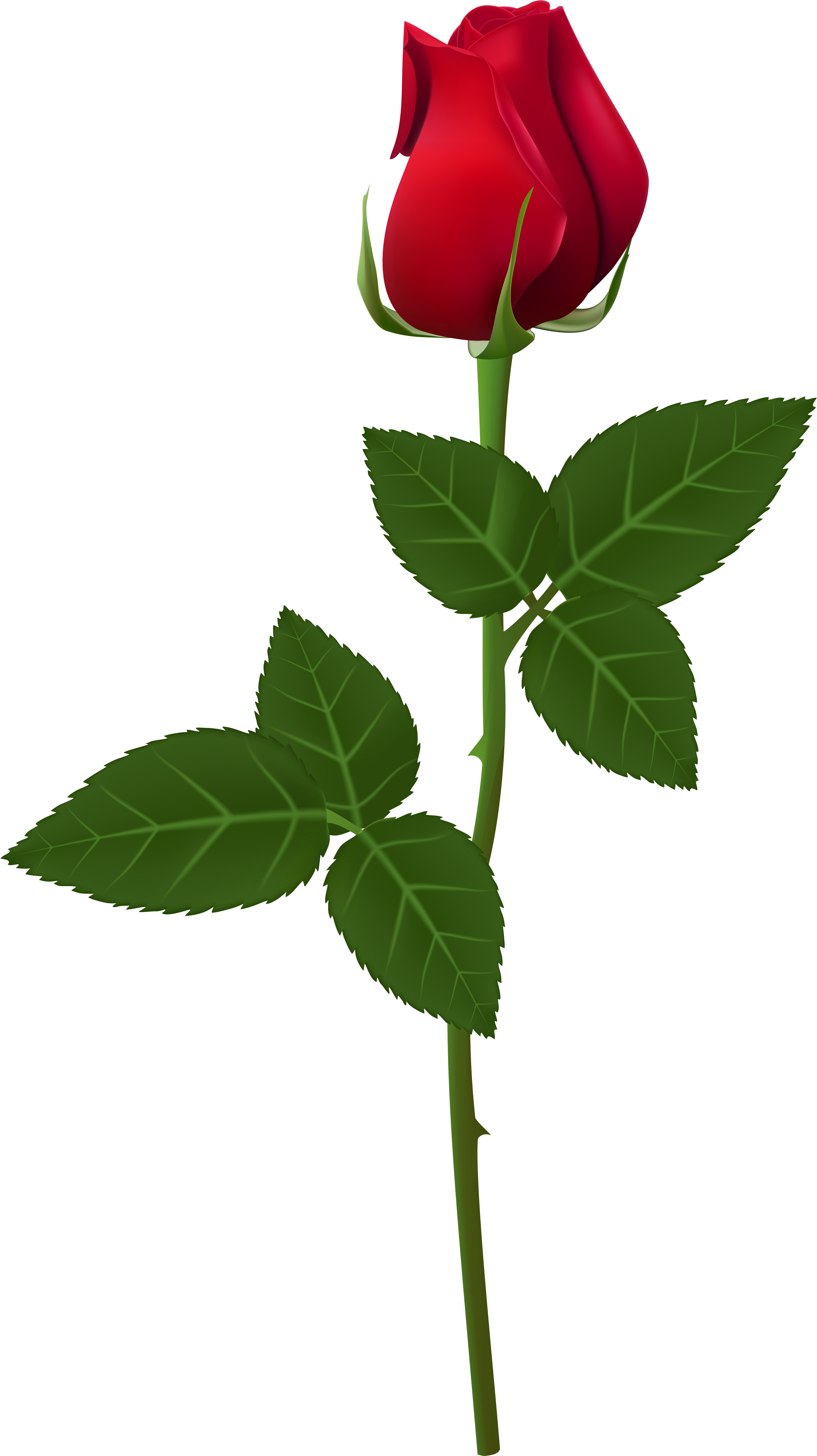 Color Roses Png Hd - Transparent Background Rose Png Clipart (4544x8100), Png Download