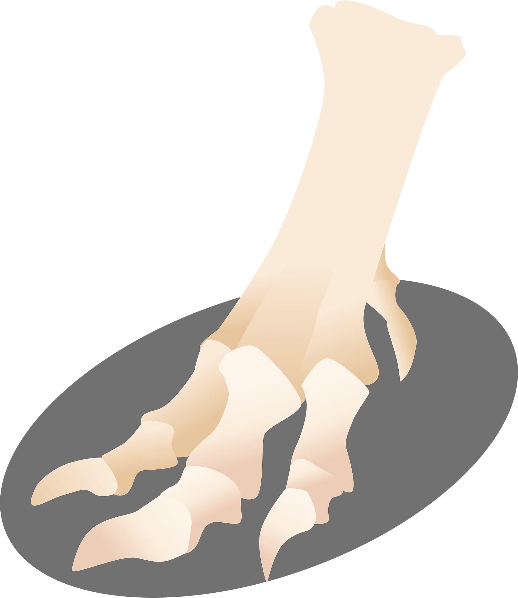 Dinosaur Bone Clipart 恐竜 の 骨 足 Png Download Full Size Clipart Pinclipart