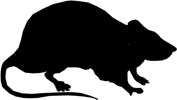 Rat Black Png - Silhouette Rat Clipart Transparent Png (768x768), Png Download
