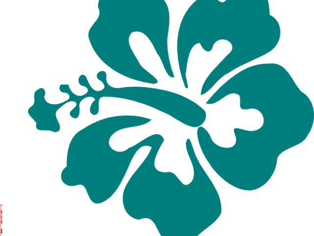 Transparent Hibiscus Flower Clipart - Transparent Background Hibiscus Flower Clipart - Png Download (640x480), Png Download
