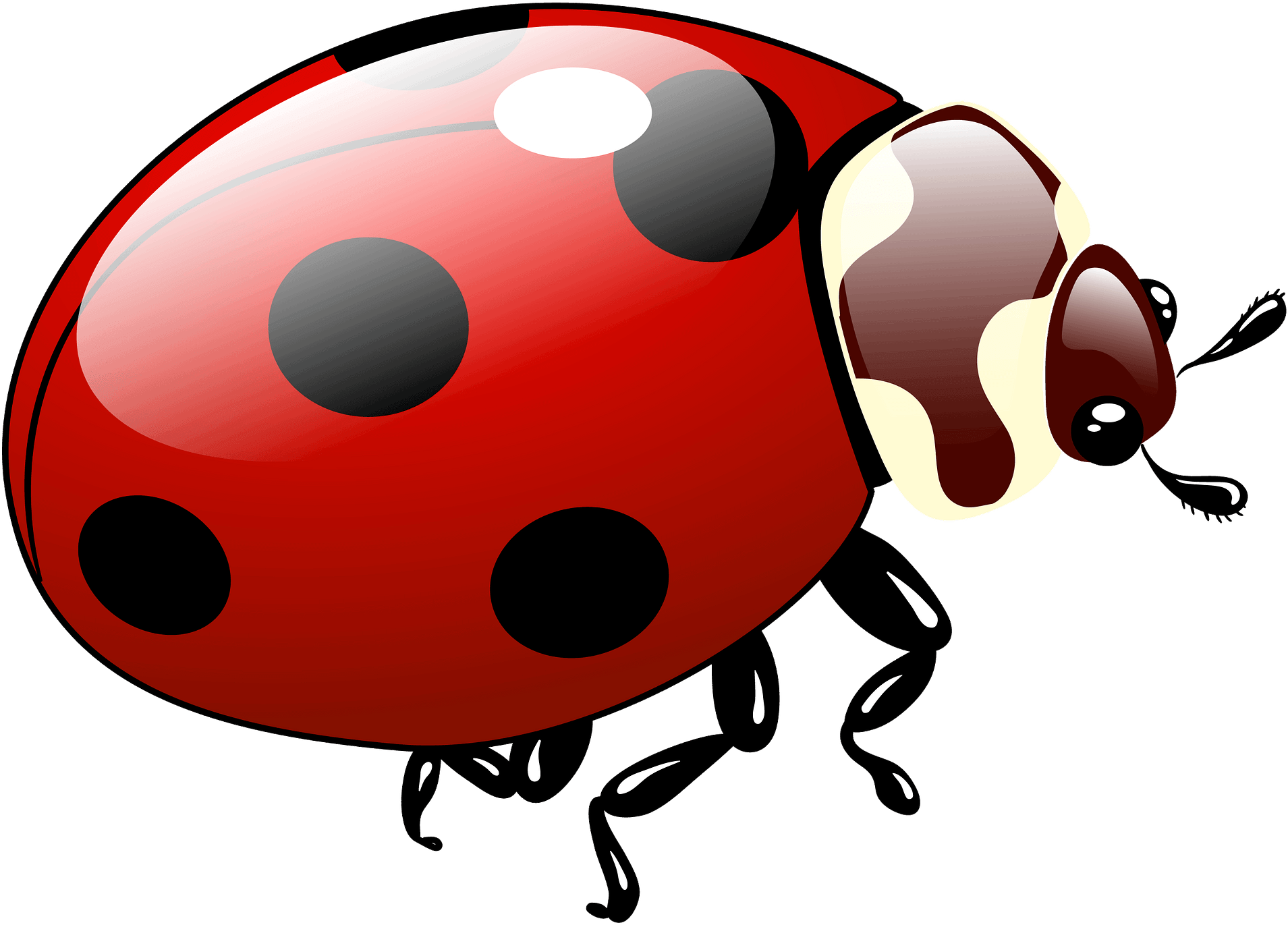 Ladybug Clipart - Ladybug - Png Download (800x583), Png Download