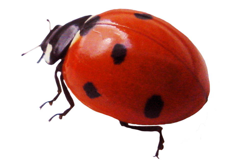 Ladybird Clipart - Png Download (945x757), Png Download