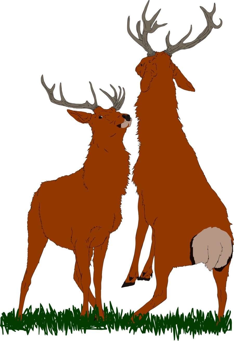 Bull Elk Png - Clip Art Transparent Png (900x1309), Png Download