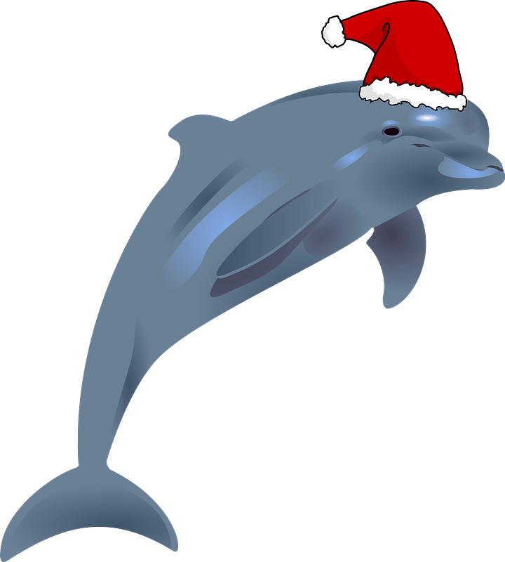 Dolphin With Santa Hat Clipart - Dolphins Transparent - Png Download (720x800), Png Download