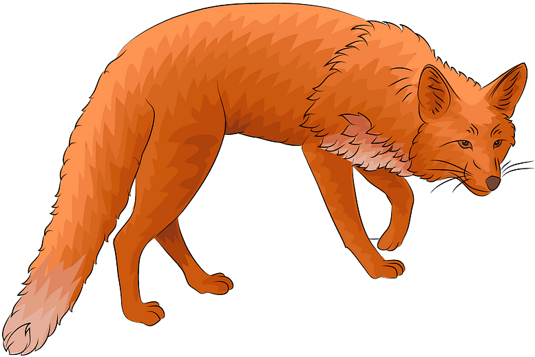 Red Fox Clipart - Png Download (800x612), Png Download