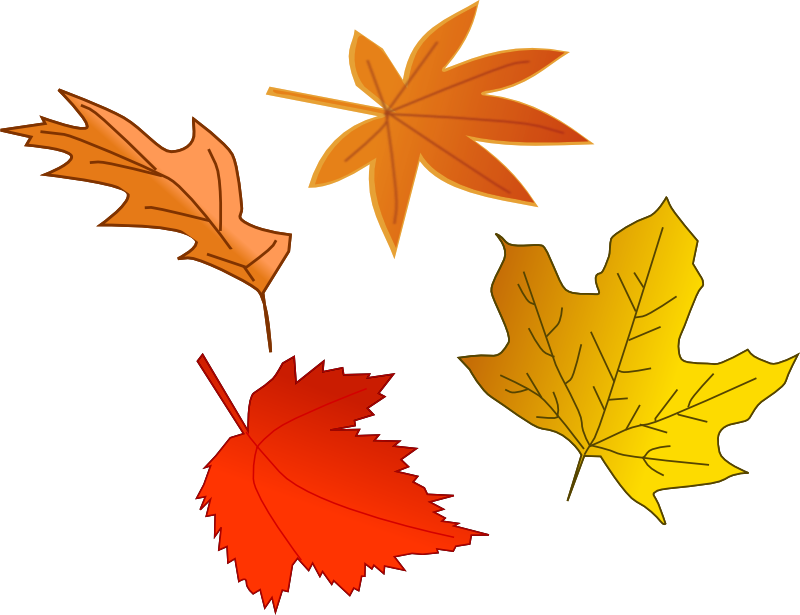 Oak Leaf Clip Art Free - Falling Leaf Clipart - Png Download (800x615), Png Download