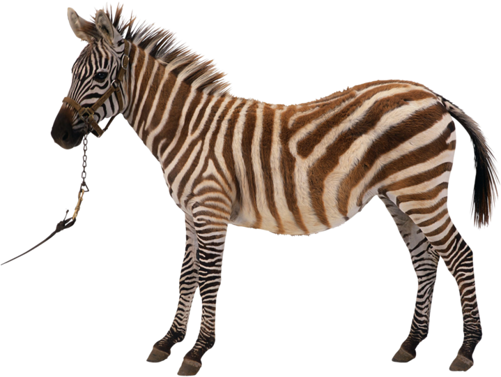 Zebra Silhouette Royalty-free Clip Art - Png Download (800x627), Png Download