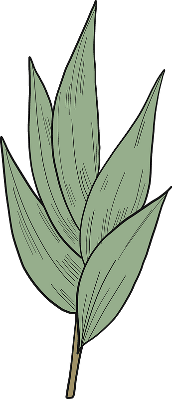 Eucalyptus Leaves Clipart - Ti Plant - Png Download (345x800), Png Download
