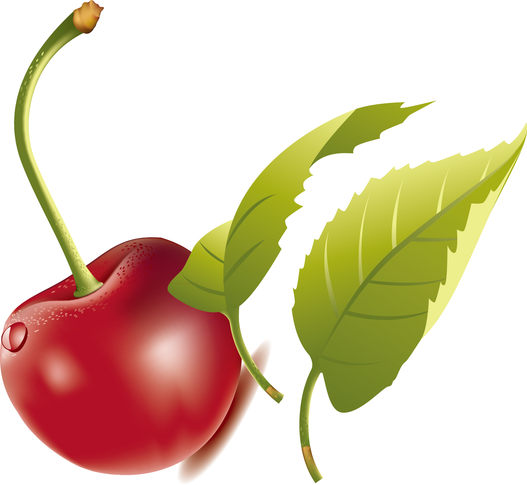 Green Leaves Clipart Cherry Leaf - Cherry - Png Download (1704x1570), Png Download