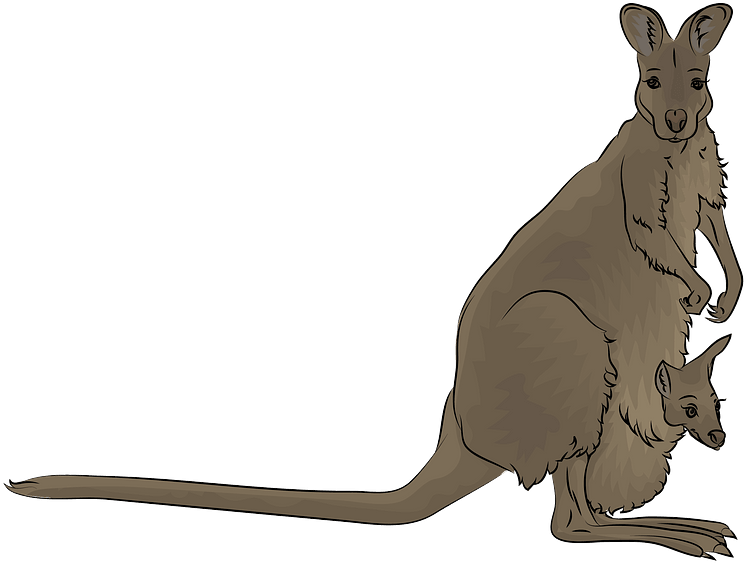 Red-necked Wallaby Clipart - Kangaroo - Png Download (800x634), Png Download