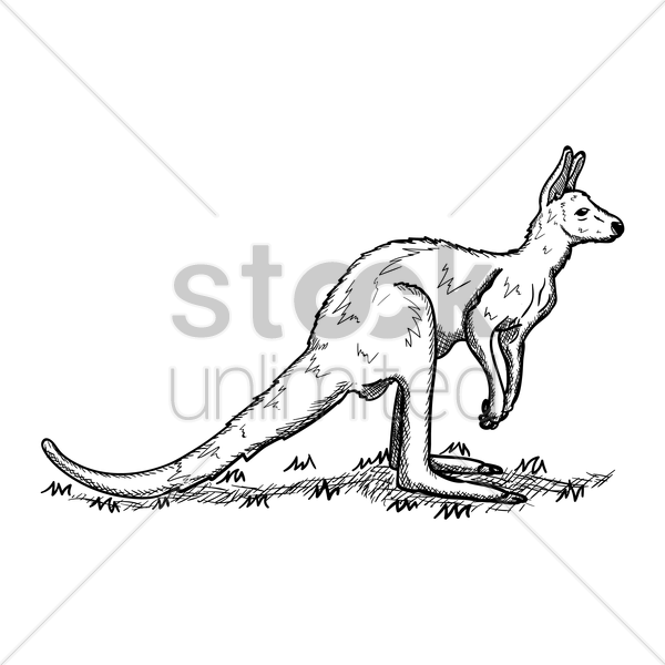 Kangaroo Vector Image - Kangaroo Clipart (600x600), Png Download