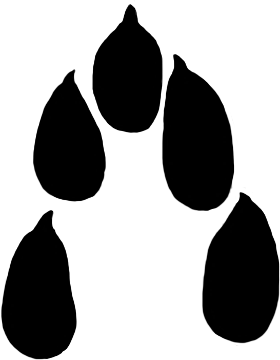 Paw Prints Clipart Clipart Transparent Library - Png Download (546x701), Png Download