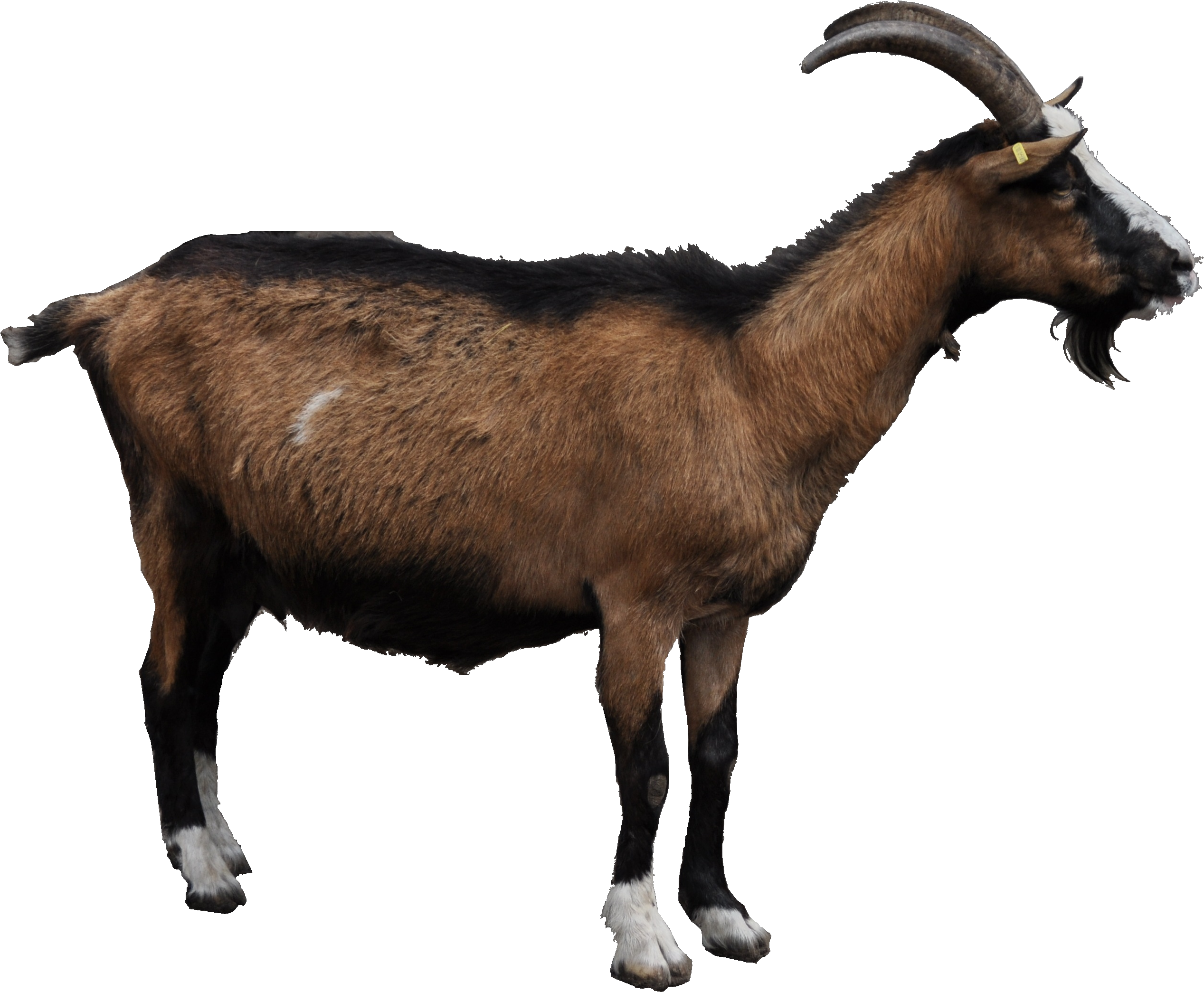 Goat Clipart Indian Goat - Goat .png Transparent Png (2629x2178), Png Download