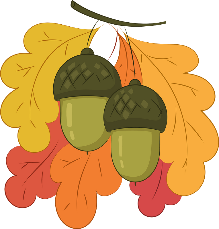 Acorns Clipart - Illustration - Png Download (764x800), Png Download