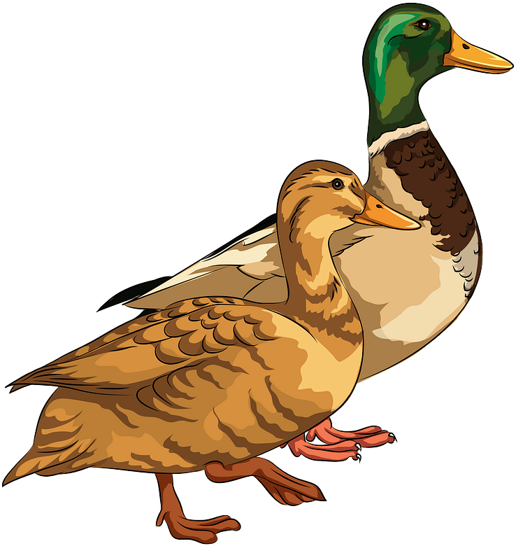 Male And Female Mallard Ducks Clipart - Mallard Duck Clipart - Png Download (757x800), Png Download