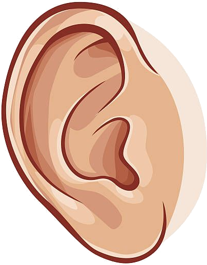 Library Of Ear Clipart Library Library Png Png Files - Clip Art Of Ear Transparent Png (510x612), Png Download