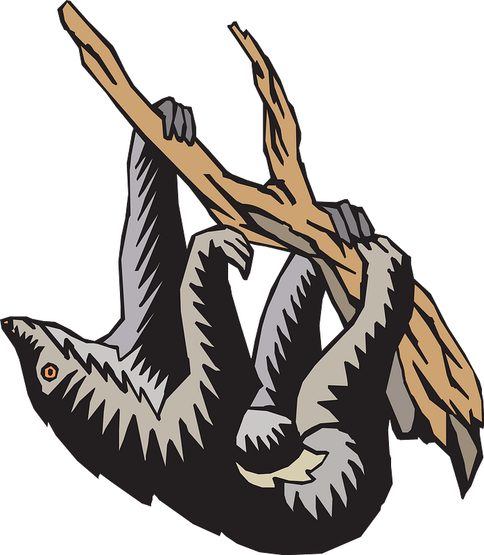 Sloth Hanging From Tree Clipart - Clip Art - Png Download (698x800), Png Download