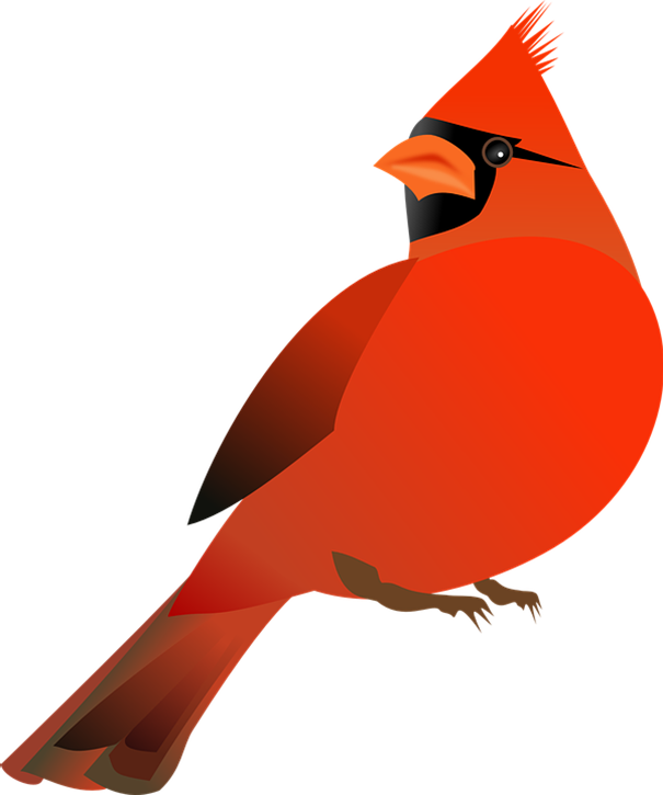 Cardinal Clipart Northern Cardinal - Cardinal Clip Art Free - Png Download (605x725), Png Download