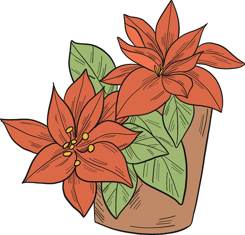 Poinsettia In A Pot Clipart - Poinsettia - Png Download (800x768), Png Download