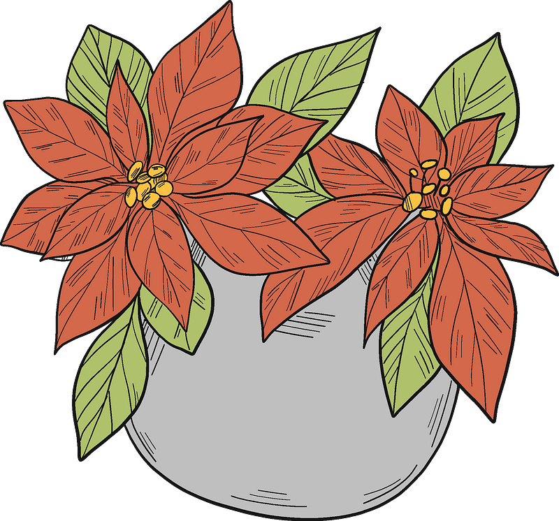 Poinsettia In A Pot Clipart - Poinsettia - Png Download (800x746), Png Download