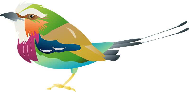 Lilac Breasted Roller Bird Clipart - Png Download (800x392), Png Download