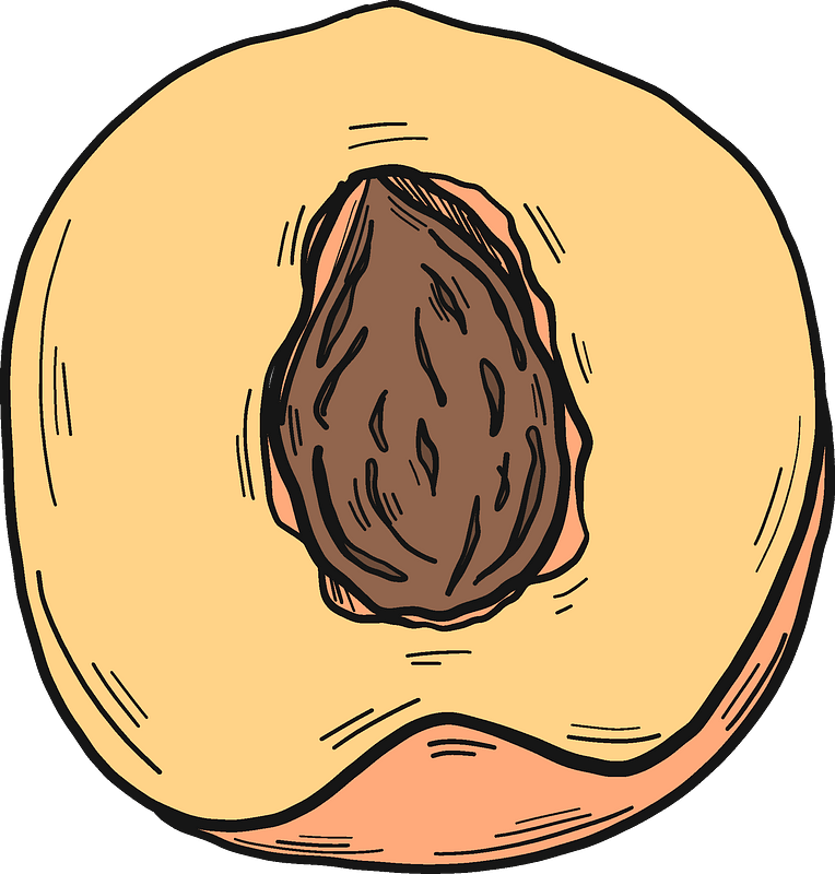 Half Peach With A Stone Clipart - Winter Squash - Png Download (764x800), Png Download