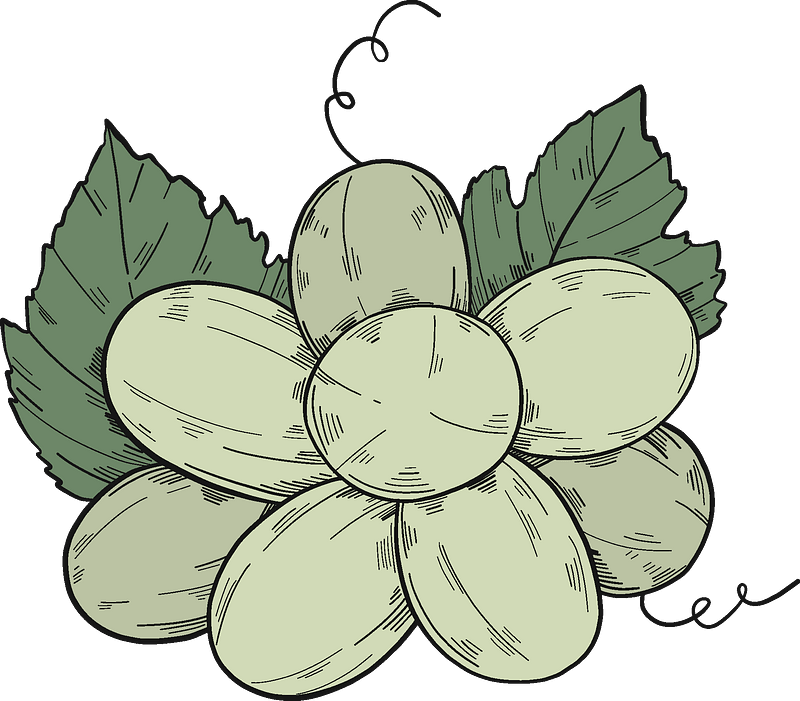 White Grapes Clipart - Seedless Fruit - Png Download (800x701), Png Download