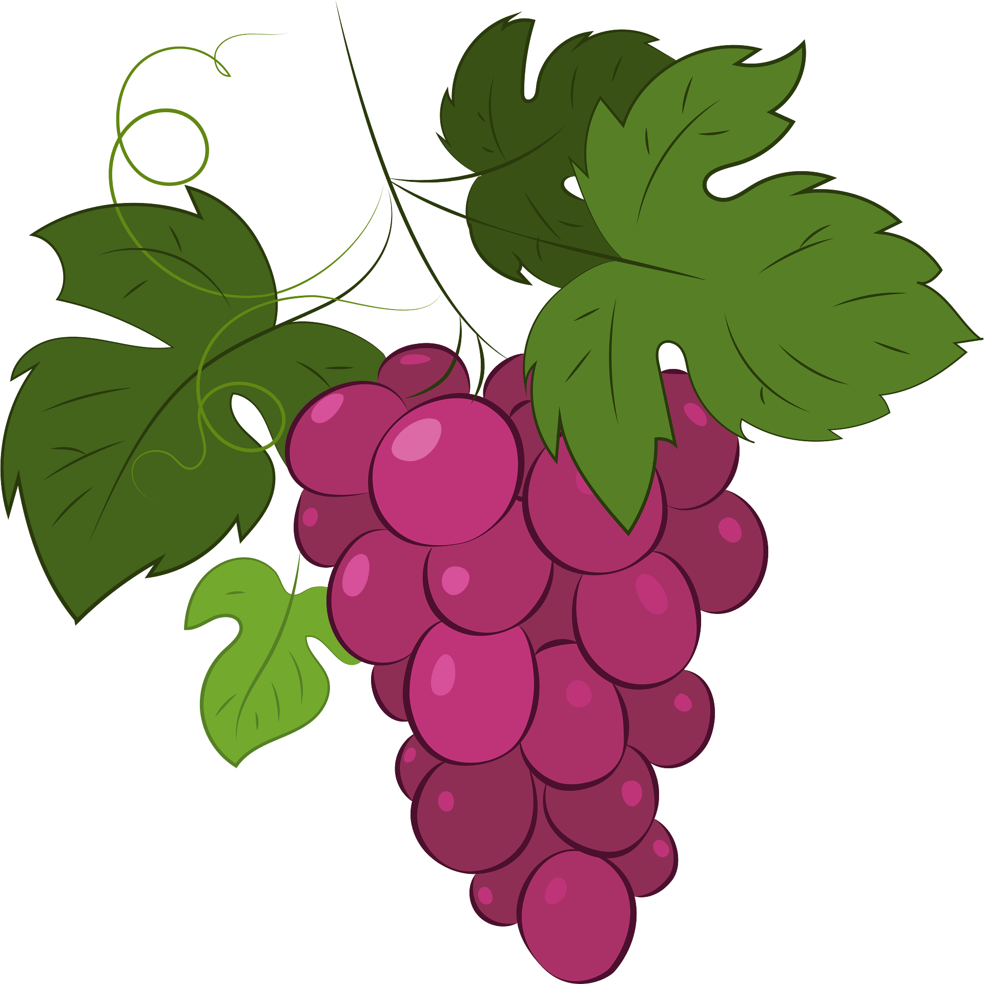 Grape Clipart - Seedless Fruit - Png Download (800x800), Png Download