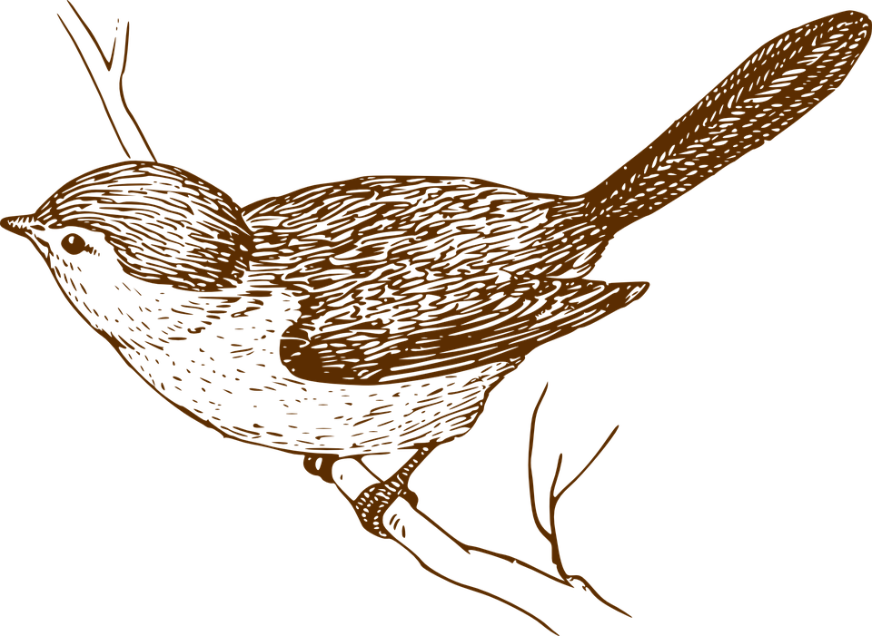 House Sparrow Bird Clip Art - Clip Art Vintage Bird - Png Download (960x701), Png Download