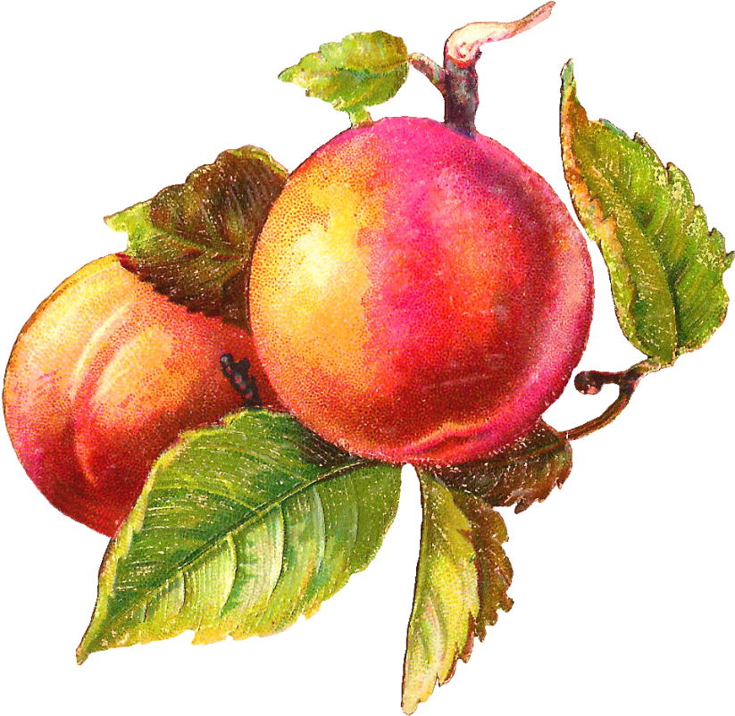 Vintage Peach Clipart - Png Download (1000x947), Png Download