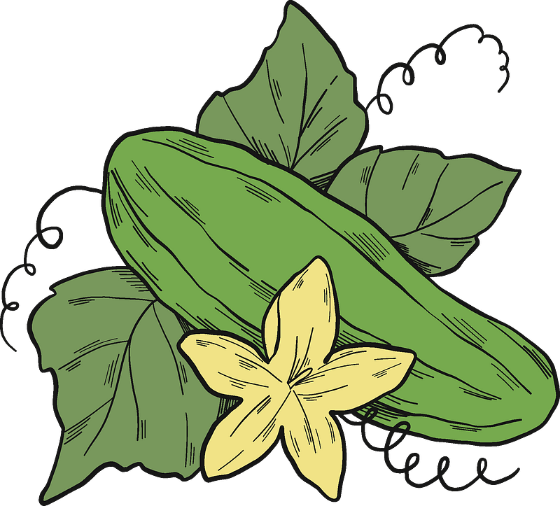 Cucumber Plant Clipart - Clematis - Png Download (800x723), Png Download