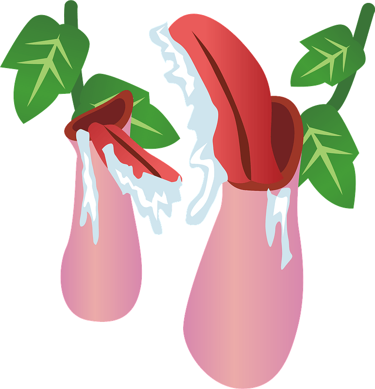 Nepenthes Rafflesiana Pitcher Plant Clipart - ウツボカズラ フリー 素材 - Png Download (772x800), Png Download