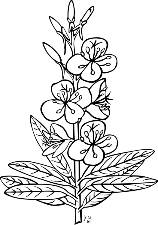 Outline Pictures Of Flowers Clipart (526x750), Png Download