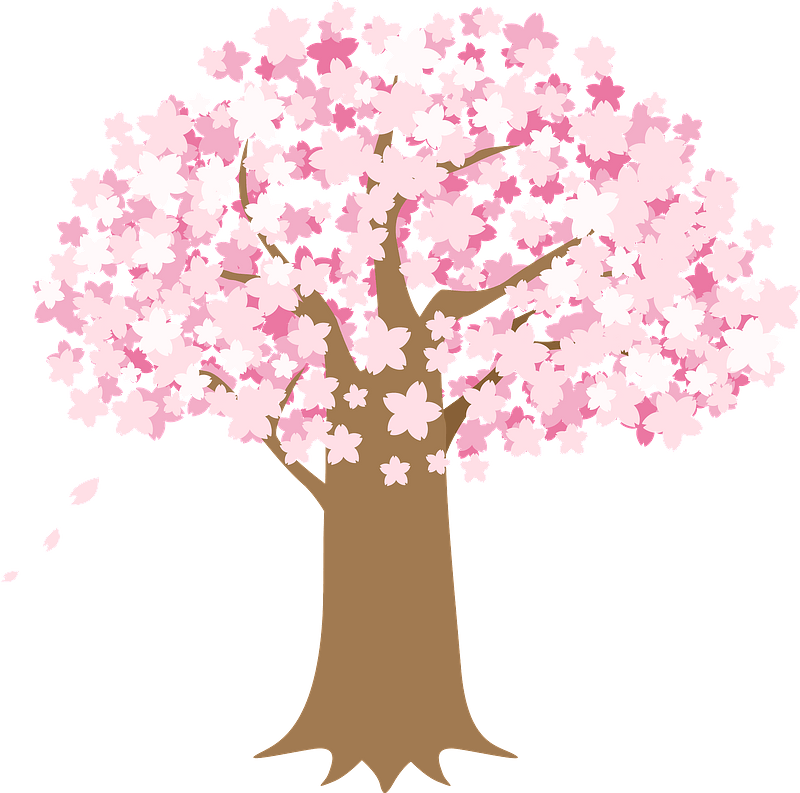 Cherry Blossoms Tree Clipart - Cherry Blossom Viewing Clipart - Png Download (800x793), Png Download