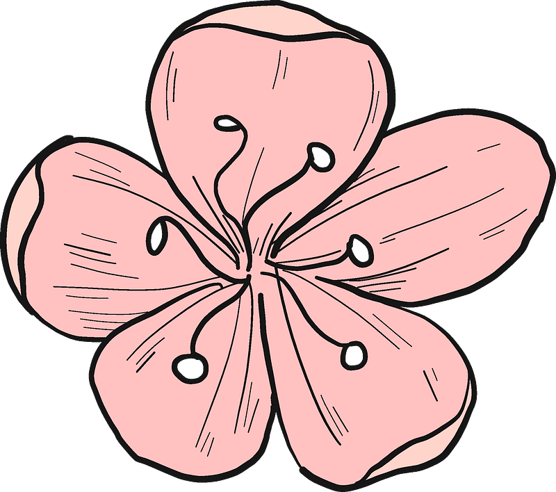 Cherry Flower Clipart - Png Download (800x708), Png Download